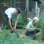 Cty TNHH một thành viên Lâm nghiệp Đô Lương cung ứng đủ lượng cây cho ngày chủ nhật xanh 16/11.